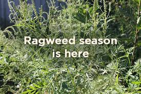 They are distributed in the tropical and subtropical regions of the americas, especially north america, where the origin and center of diversity of the genus are in the southwestern united states and northwestern. Ragweed Woes How To Win Against One Of Pollen S Worst Offenders Asthma And Allergy Foundation Of America