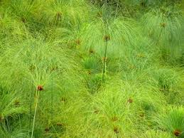 Image result for Cyperus papyrus