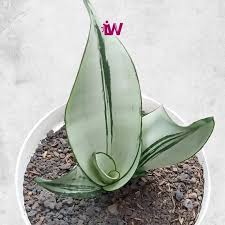 Image result for Sansevieria nilotica