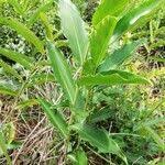 Image result for Aframomum alboviolaceum