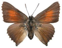 Image result for Rutidea fuscescens