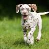Fleas in the yard are a huge problem for many people, but there is a way to stop it while it's here are a few things you can try in the yard for fleas. 1