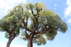 Image result for Cussonia sessilis