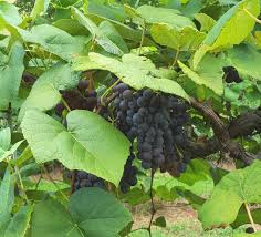 Prune the grape vines every year in march. Bunch Grapes Home Garden Information Center