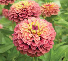 Each flower a little different. Seeds Zinnia Queen Red Lime