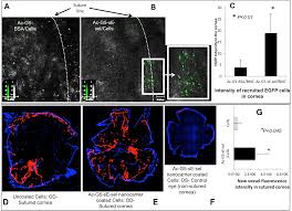 Dexter gave us an honest evaluation of our car, and had great repair prices. Plos One Directing And Potentiating Stem Cell Mediated Angiogenesis And Tissue Repair By Cell Surface E Selectin Coating