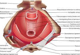 Female pelvis is the locationovaries, which are located on the sides of the uterus. Female Pelvic Anatomy Abdominal Key