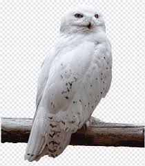 El Pajaro Buho Nival Buho Animales Fauna Buho Png Pngwing Todos los pedidos recibidos en la tienda online de lechuza entre el 29.12.2020 y el 03.01.2021 macetas y balconeras de alta calidad con sistema de riego inteligente de lechuza. animales fauna