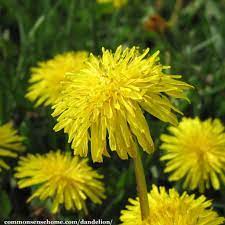 Dried dandelion flowers for rabbits. Benefits Of Dandelion Plus How To Use Greens Seeds Roots Flowers