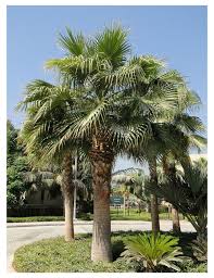 Image result for Washingtonia robusta