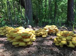 It is used in traditional medicine to treat infections, hyperlipidemia a glycoprotein extracted from golden oyster mushroom pleurotus citrinopileatus exhibiting growth inhibitory effect against u937 leukemia cells. Golden Oyster Pleurotus Citrinopileatus Mushroom Mountain