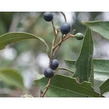 Image result for Cryptocarya transvaalensis