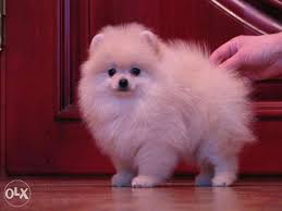 Looking for a teacup pomeranian puppy? Imported Teacup Pomeranian Puppies With All Dcs Rehab City Olx Egypt
