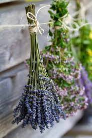 How To Preserve Your Herbs Lavender Cottage Growing Lavender Dried Flowers