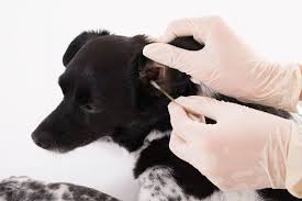 Cleaning a dog's ears is easy to do and can even be done at home! How To Clean A Dog S Ears 3 Simple Steps Ollie Blog