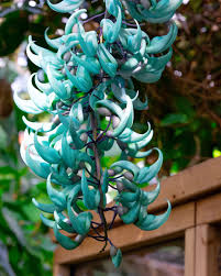 Image result for Strongylodon macrobotrys