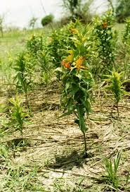 Image result for Gloriosa sessiliflora