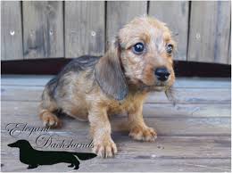 Browse thru our id verified puppy for sale listings to find your perfect puppy in your area. Red Dachshund Puppies For Sale In Texas