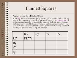 Punnett square the punnett square is a diagram designed by reginald punnett and used by 2 typical dihybrid cross. Punnett Squares Genotype Phenotype Ppt Download