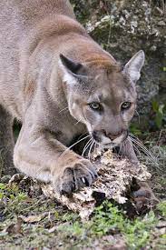 National geographic photographer carlton ward jr. Florida Panther Friends Of The Everglades