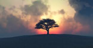 Picture of a mustard seed tree. The Parable Of The Mustard Seed Renewed Heart Ministries
