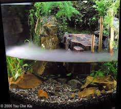 Paludarium Vivarium With Aquascape Turtle Tank Kebun