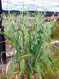 Image result for Avena byzantina