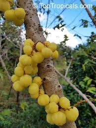 Image result for Phyllanthus gossweileri