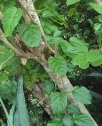 Image result for Telosma africana
