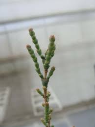 Image result for Halosarcia