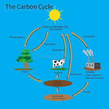 The Carbon Cycle Showing How Carbon Is Recycled In The Environment Aff Showing Cycle Carbon Enviro Carbon Cycle Carbon Dioxide Cycle Carbon Dioxide
