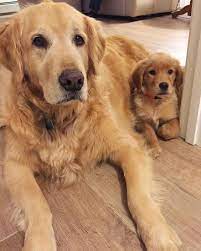 are you looking for the best golden retriever dog names maybe you ve just adopted a gorgeous golden or maybe you re t golden retriever retriever kopek turleri