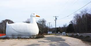 Experience with and a passion for working with nonprofit. The Big Duck Over There To Here