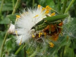 Image result for Crassocephalum vitellinum