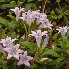 Image result for Richardia brasiliensis