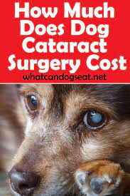 How Much Does Dog Cataract Surgery Cost Cataracts In Dogs Cataract Surgery Dogs
