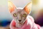 Sphynx cat | 10 of the best pets for allergy sufferers ...