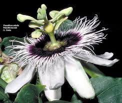 Image result for Passifloraceae