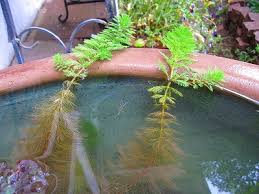 水溶性の緑 ビオトープ