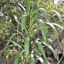 Image result for Cordyline stricta