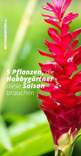 5 Exotische Pflanzen Die Hobbygartner Diese Saison Brauchen In 2020 Exotische Pflanzen Pflanzen Exotische