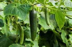 Image result for Cucumis sativus