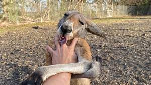 Kangaroo thinks He's a Dog (he is not) *Releasing Dababy* - YouTube