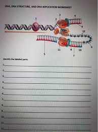View dna replication worksheet.docx from bio 125 at saint leo university. Solved Dna Dna Structure And Dna Replication Worksheet Chegg Com