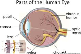 I Want A Brief Notes On Human Eye Studyrankersonline
