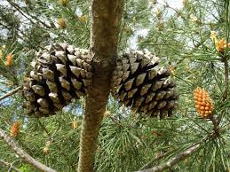 Image result for Pinus