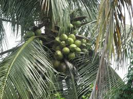 Outside the tropics, coconut has very limited range and quite demanding. Photos Of Coconut Palms In The Rio Grande Valley Discussing Palm Trees Worldwide Palmtalk