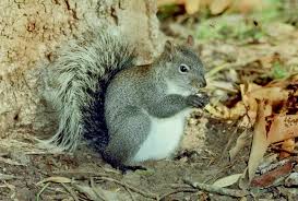 Tree Squirrels Identification And Management Pests In The