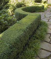 Curved Boxwoods Boxwood Landscaping Mediterranean Landscape Design Grasses Landscaping