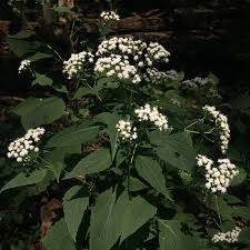 Image result for Ageratina vernalis